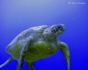 Green Turtle at 20m, no strobe. Rapae Wall, Aitutaki, Coo... by Blair Morgan 